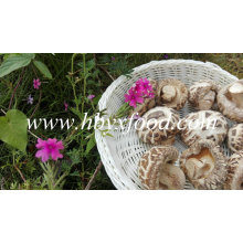 Champignons shiitake séchés avec bâton (fleur blanche)